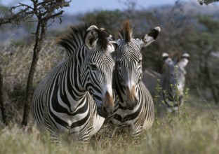 GREVY'S ZEBRA (Equus grevyi), SAMBURU PARK, KENYA