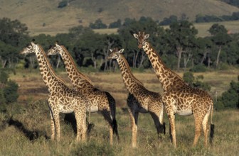 Masai Giraffe (giraffa camelopardalis tippelskirchi), Herd in Savanna, Kenya, Africa