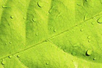 Green leaf with water drops, closeup, macro