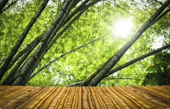 Bamboo stage in a green tropical rainforest