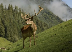 Male red deer in autumn in the rut