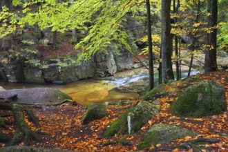 Szklarka stream in autumn forest of Karkonoski National Park, Karkonosze Mountains, Lower Silesia,
