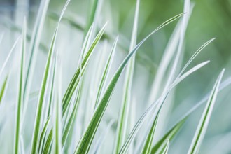 Decorative green and white striped grass. Arrhenatherum elatius bulbosum variegatum. Soft focus.