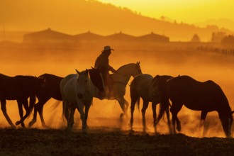 A Mexican Charro rounds up a herd of horses running through a field on a Mexican Ranch at sunrise
