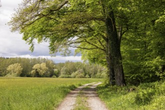 A forest path leads through a row of trees along a large meadow, Allensbach, Lake Constance,