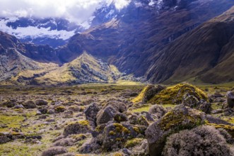 Mossy volcanic Andean landscape in afternoon light near El Altar volcano in Riobamba region,