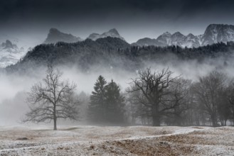winter forest and mountain landscape in bad weather with fog and rime on the ground in the