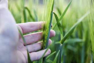Farmer hand touching wheat fresh green wheat ears. Cornfield in spring
