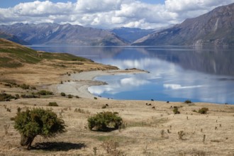 Cattle grazing on the land surrounding Lake Hawea