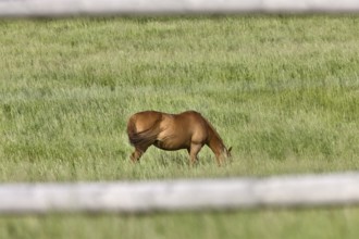 Horse in Pasture in Saskatchewan Canada fence
