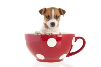 Six weeks old Jack Russel puppy dog in red dotted big coffee cup isolated over white background