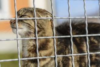 Colourful domestic cat behind a barrier outdoors