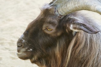 Portrait of Billy Goat with Big Horns Varna, Bulgaria, Europe