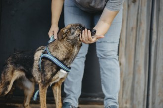 Person interacting with a dog wearing a blue harness