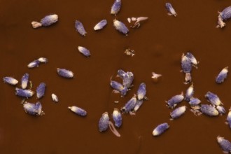 Homemade chocolate with lavender flowers, lodz, poland