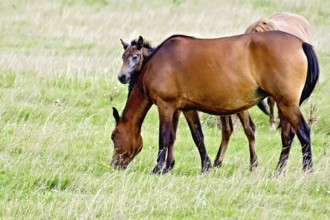 Grazing bay horse and piebald foal on a background of green grass