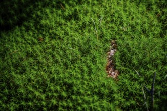 Green moss covers the earth's surface, captured in detail, Hirschenstein, Lower Bavaria