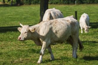 A white cow with one horn grazing on a green meadow, Weseke, Münsterland, Germany, Europe