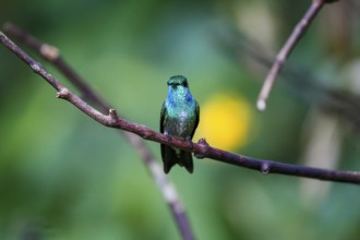 Close-up of a Versicolored emerald perched on a branch against defocused green background, Folha