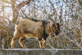 Goat Walking by the Parapet Wall Devnja, Bulgaria, Europe