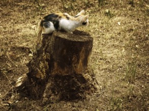 Little kitten on the old stub