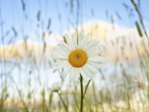 Single daisy flower at sunset