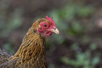 Portrait of a dwarf Wyandotte