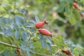 Vitamin Rose (Rosa 'PiRo 3'), EGA Park, Erfurt, Thuringia, Germany, Europe