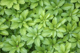 Japanese pachysandra (Pachysandra terminalis), Palmengarten Frankfurt, Frankfurt/Main, Hesse,