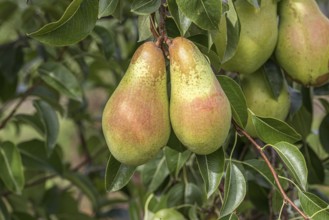 Pear (Pyrus communis SAXONIA® 'Armida'), Bundessortenamt Prüfstelle Wurz, Germany, Europe