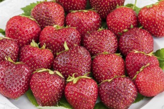 Red-fleshed strawberry, Germany, Europe