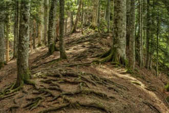 Twisted exposed gnarled roots of trees growing on a slope of a hill in mountain forest