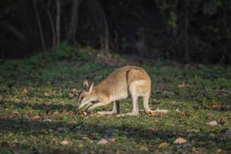 Agile Wallaby (Notamacropus agilis), Mary River National Park, Northern Territory, Australia,