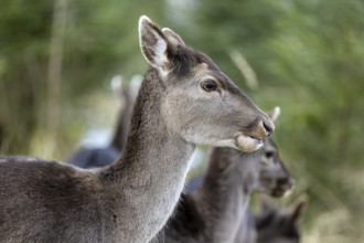 Fallow deer, female fallow deer (Dama dama), Landsberg am Lech Wildlife Park, Upper Bavaria,