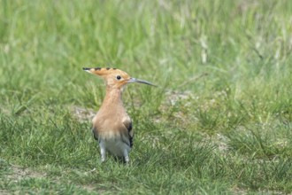 Hoopoe, Common Hoopoe (Upupa epops) Eurasian Hoopoe
