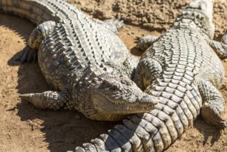 African Aligator Animal in South Africa safari