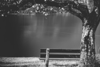 Black and white image with a wooden bench under a flourishing tree, on the high shore of the lake
