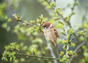 Closeup of a sparrow sitting on the branch of a tree