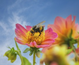 Macro of a bumblebee pollinating at a dahlia flower