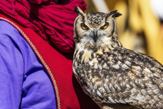 Owl looking to camera. Animal themes, majestic bird, day light