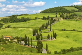 Tuscany road with cypress trees, Val d'Orcia, Italy, Europe