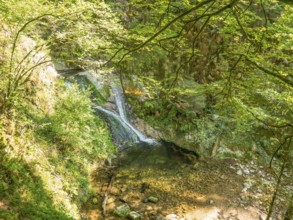 A waterfall flowing into a small river in the middle of a forest, surrounded by green foliage,