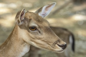 Close up Portrait of a Fawn Varna, Bulgaria, Europe