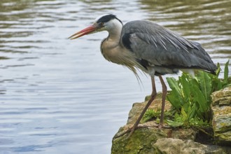 Heron on the Bank of the River Amsterdam, Netherlands
