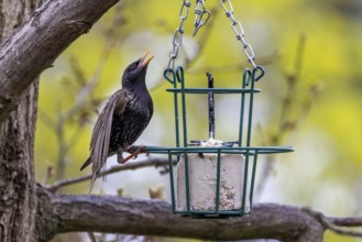 Feeding birds