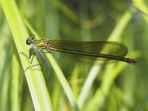Odonates (Odonata), blurred background, North Rhine-Westphalia, Germany, Europe