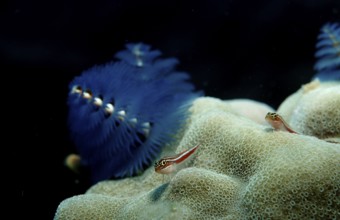 Colourful spiral tube worm, tube worm, Spirobranchus giganteus, Maldives, Indian Ocean, Asia