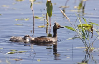 Grebe with Babies chicks in pond in Saskatchewan Canada