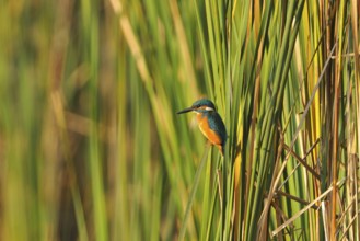 Kingfisher at a lake