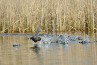 Eurasian Coot fighting for territory, Black Coot, Fulica atra, Eurasian Coot